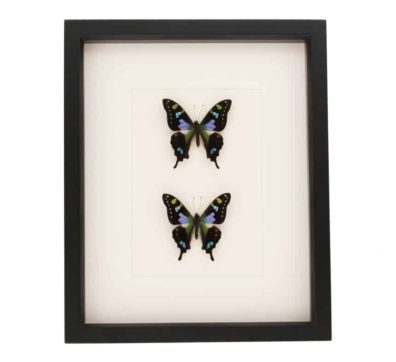 Framed Purple Mountain Swallowtail Butterfly Collection