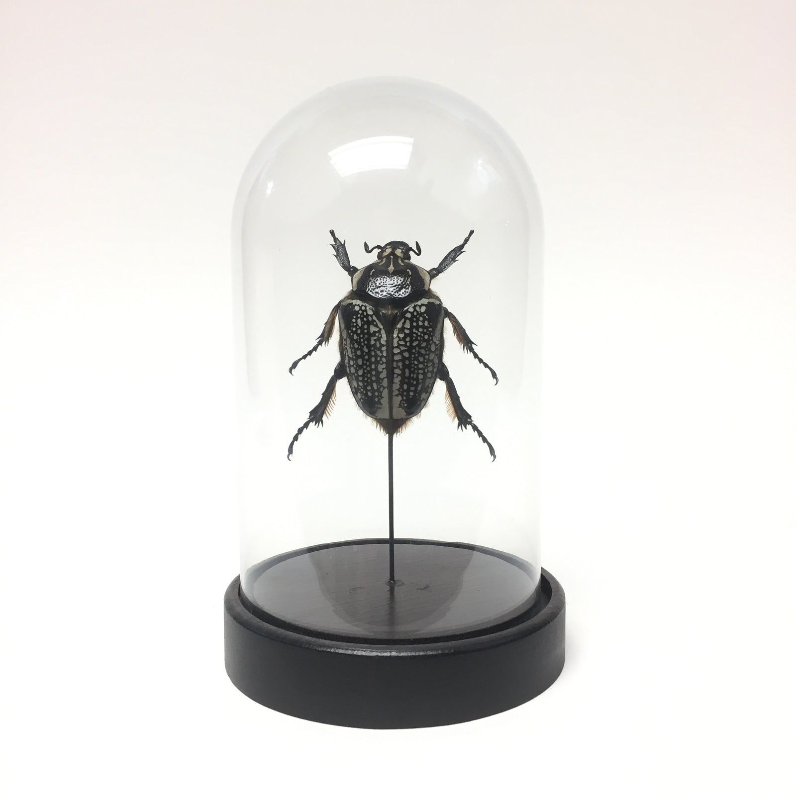 Goliathus Beetle in Dome