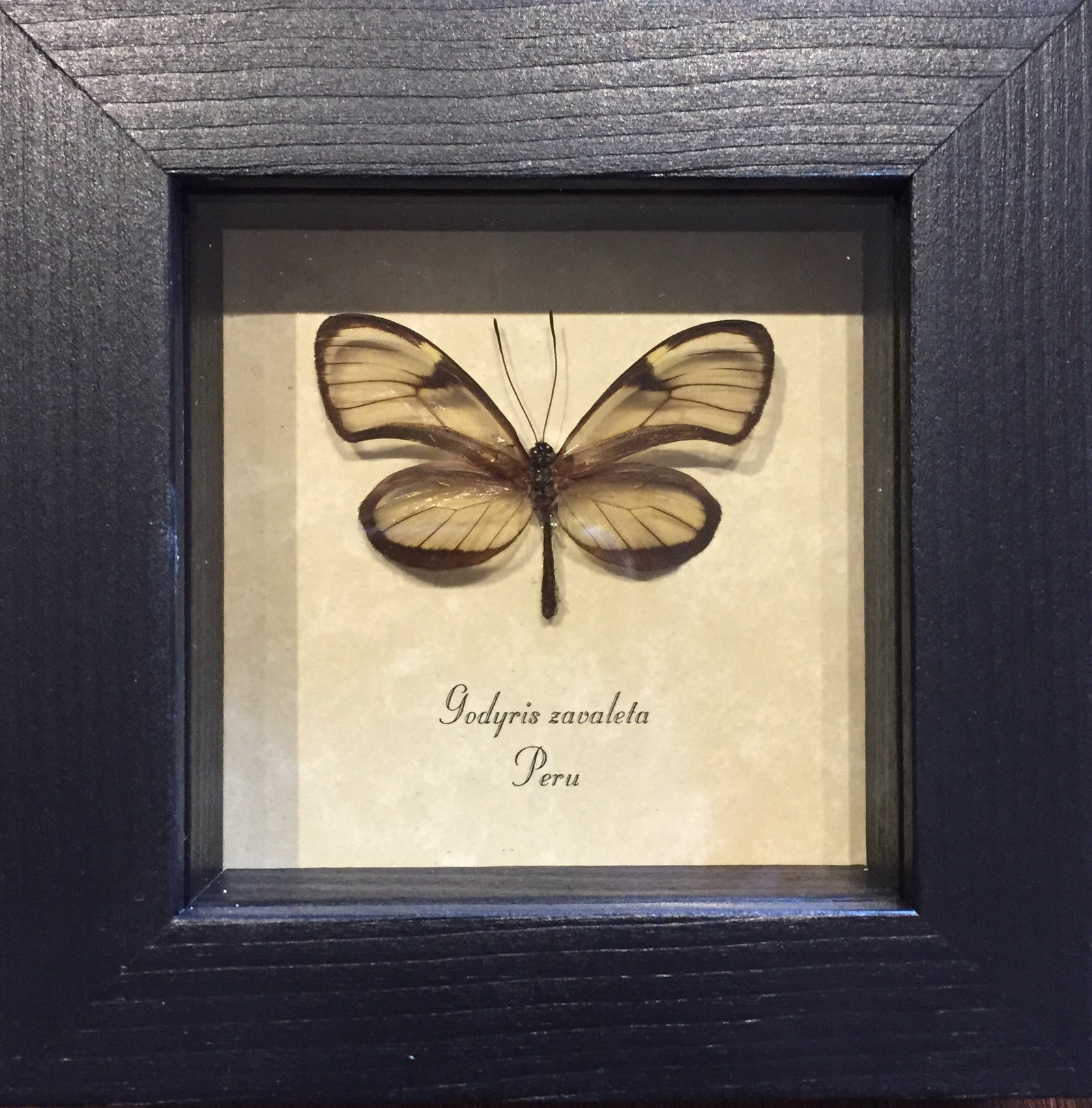 Godyris Zavaleta Glasswing Butterfly