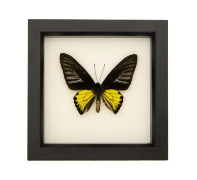 Golden Birdwing Butterfly (Troides rhadamantus) Framed