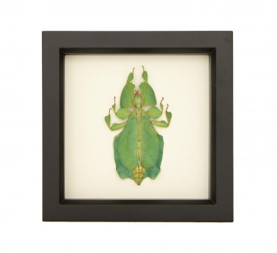 Grays Walking Leaf (Phyllium Pulchrifolium) Framed