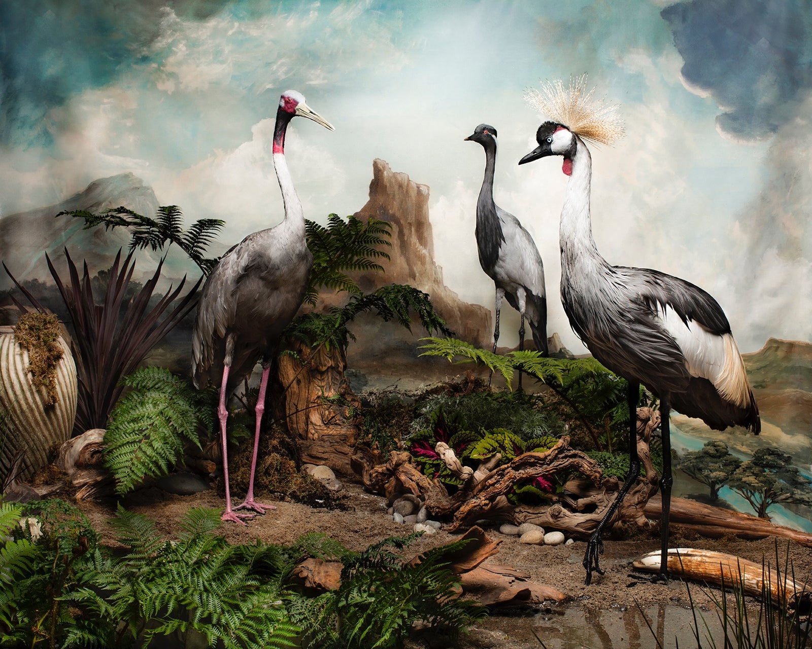 Homage to the Cranes. Original Photograph by Shelly Mosman