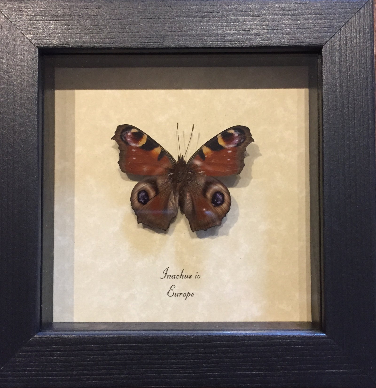 Inachus Io European Peacock Butterfly