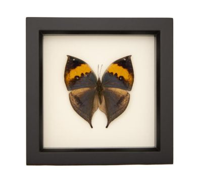 Indian Oakleaf Butterfly (Kallima inches) Framed