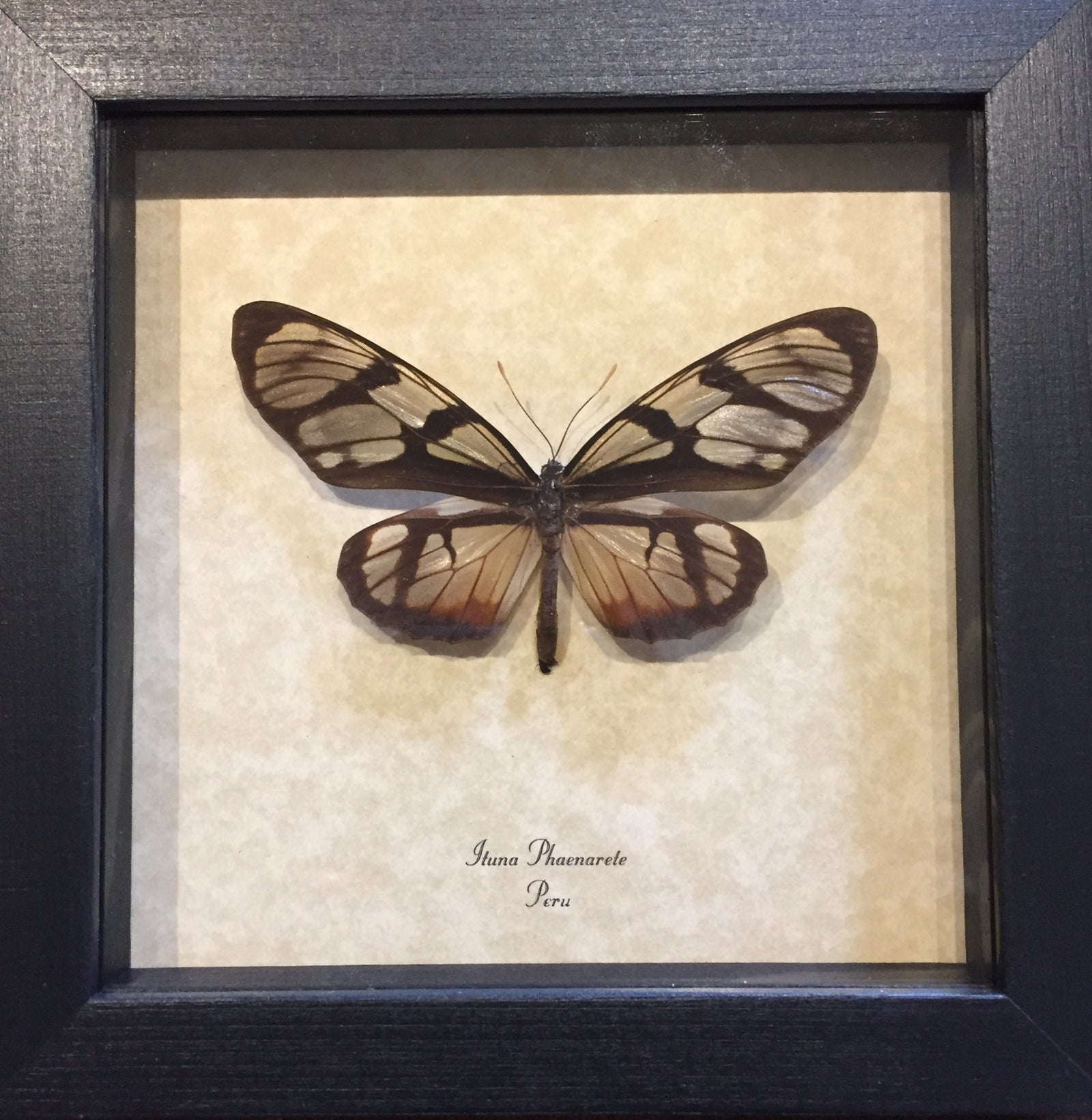 Ituna Phanarete Sunrise Glasswing Butterfly