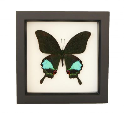 Jungle Jade Butterfly (Papilio karma) Framed