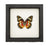 Malay Lacewing Butterfly (Cethosia hypsea) Framed