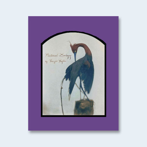 LASZLO LAYTON: Pictorial Zoology