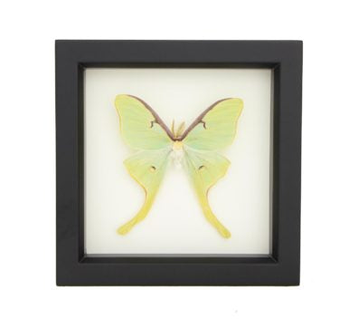 Luna Moth (Actias luna) Framed