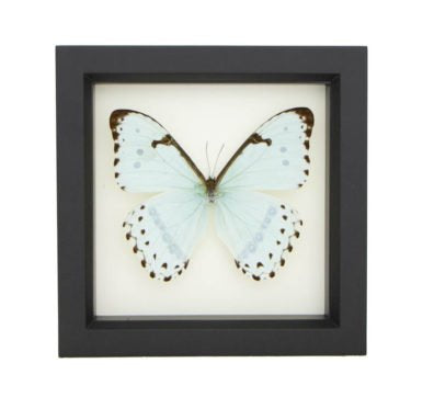 Mint Morpho Butterfly (Morpho catenaries) Framed