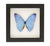 Morpho Adonis Butterfly (Morpho adonis) Framed