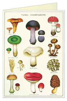 Mushrooms Greeting Card & Envelope
