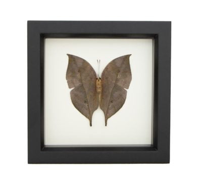 Indian Oakleaf Butterfly Underside (Kallima inachus) Framed