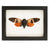 Orange Tropical Cicada (Angamiana floridula) Framed