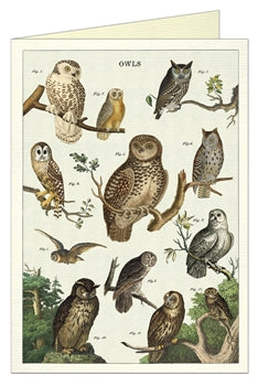 Owls Chart Greeting Card & Envelope