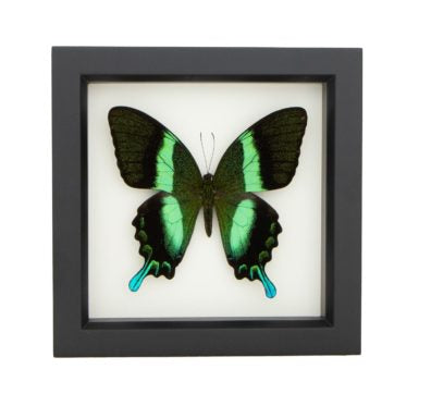 Peacock Swallowtail Butterfly (Papilio blumei) Framed