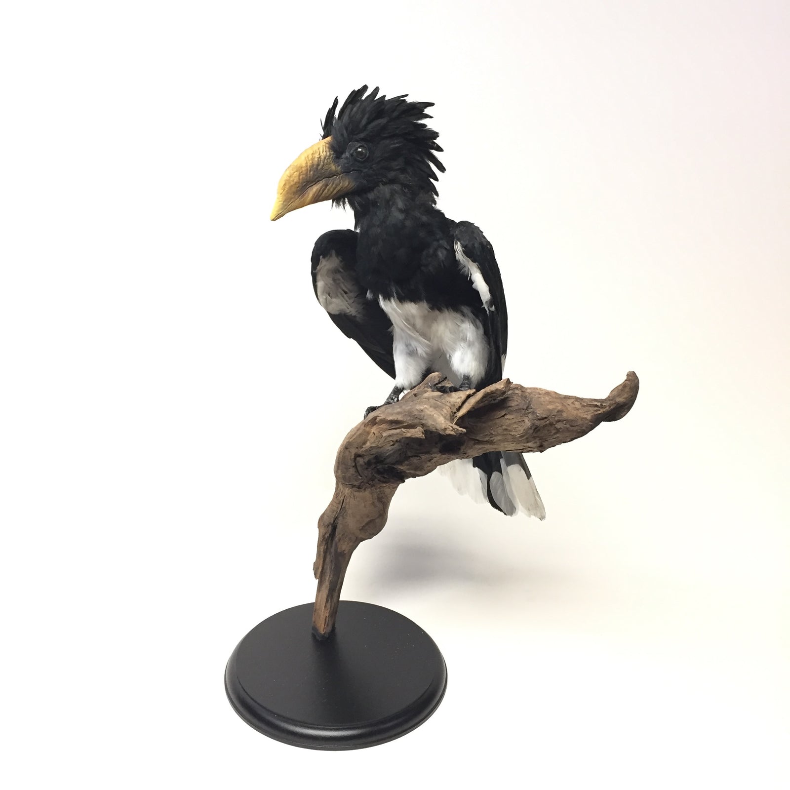 Piping Hornbill Taxidermy Mount