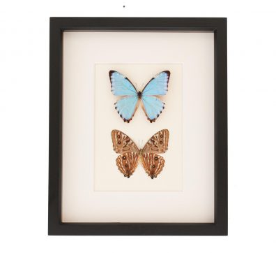 Portis Morpho Front and Back of Butterfly