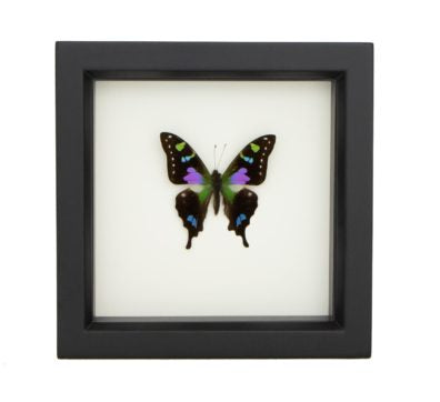 Purple Mountain Swallowtail Butterfly (Graphium weiskei) Framed