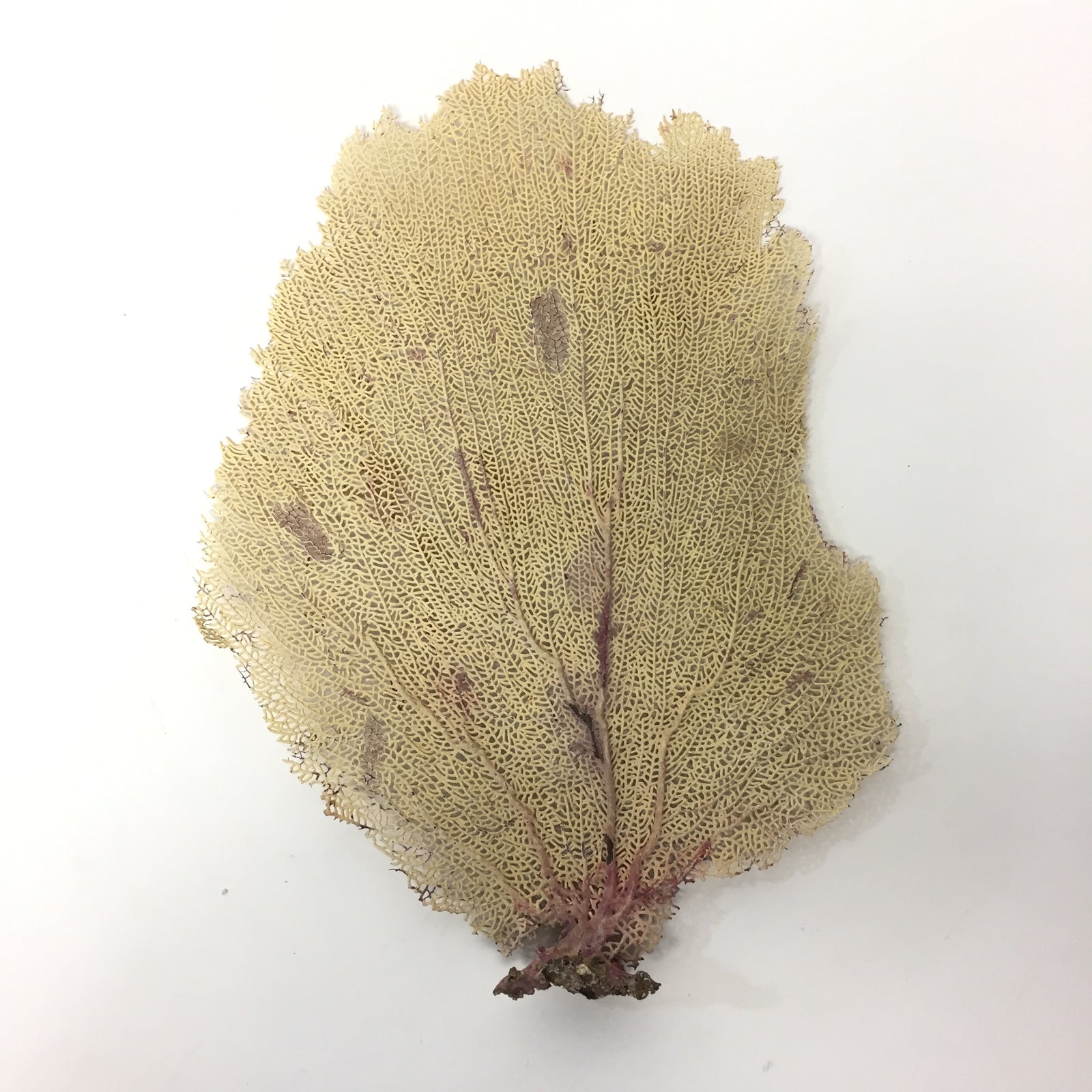 Purple Seafan 14-18 Inch