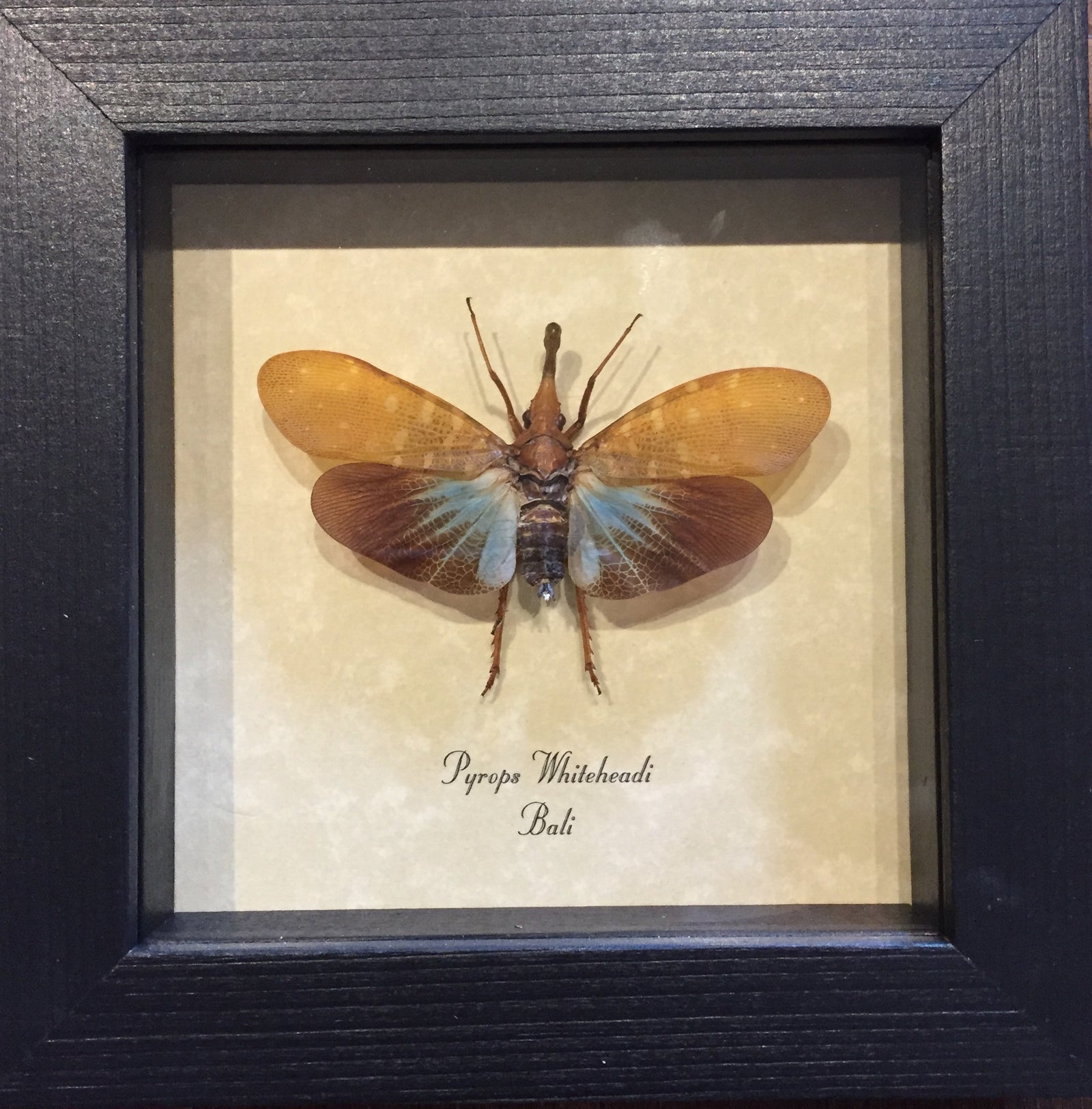 Pyrops Whiteheadi Bulbous Snout Lanternfly