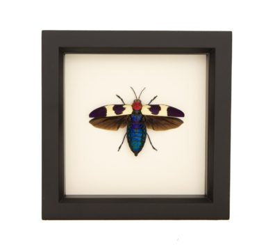 Red Speckled Jewel Beetle Chrysochroa buqueti rugicollis Framed