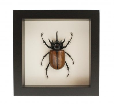 Rhino Beetle Eupatorus gracilicornis