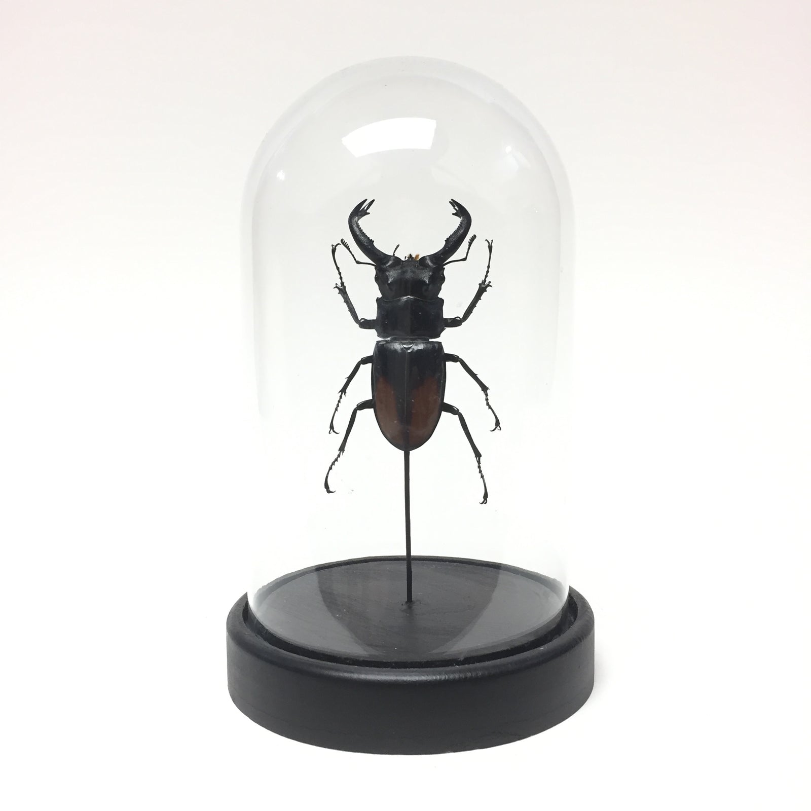 Staghorn Beetle in  Dome