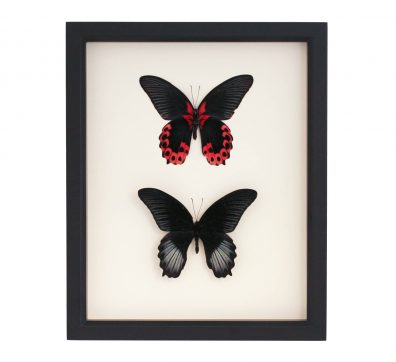 Framed Front and Back of Scarlet Mormon Butterfly