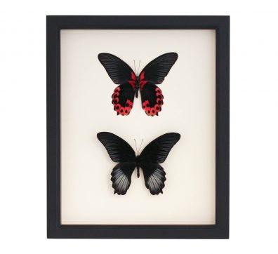 Framed Front and Back of Scarlet Mormon Butterfly