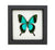 Sea Green Swallowtail Butterfly (Papilio lorquinianus) Framed