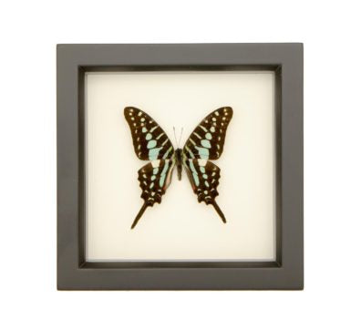Small Striped Swordtail Butterfly (Graphium policenes) Framed