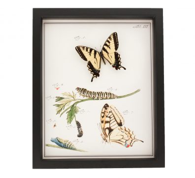 Tiger Swallowtail Life Cycle Natural History Display