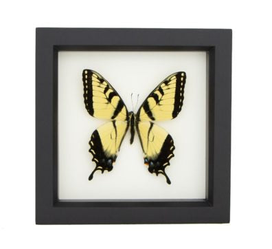 Tiger Swallowtail Butterfly (Papilio species) Framed
