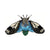 Crambid Blue Moth Brooch