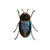 Electric Blue Beetle Brooch