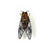 Vineyard Cicada Brooch