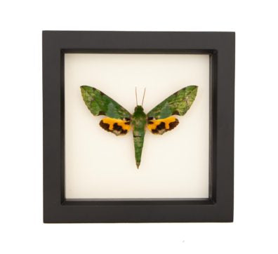 Verdant Sphinx Moth (Euchloron magaera) Framed