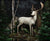 Woodland White Stag. Original Photograph by Shelly Mosman.