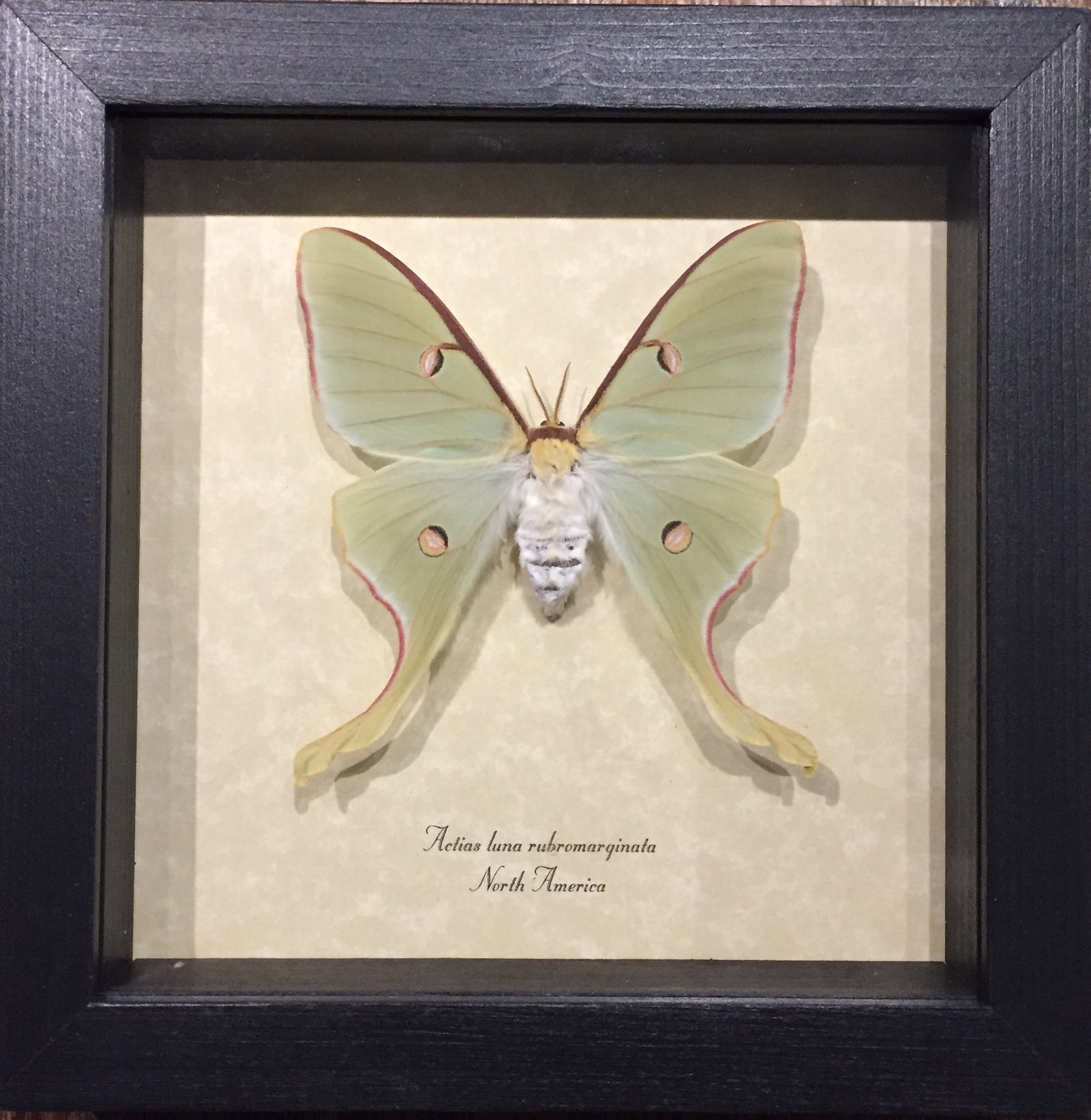 Actias Luna Rubromarginata Female Luna Moth