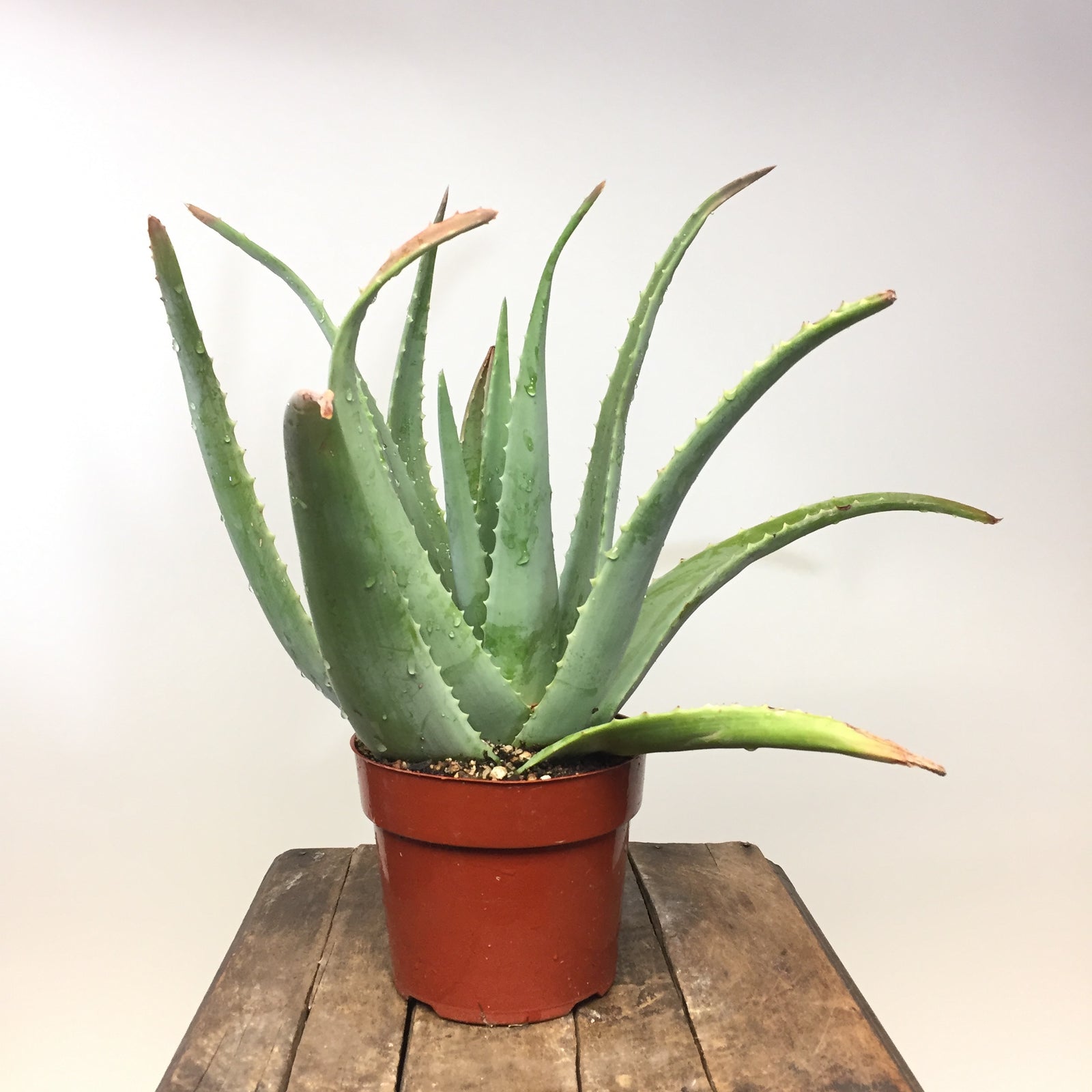 6" Aloe Vera