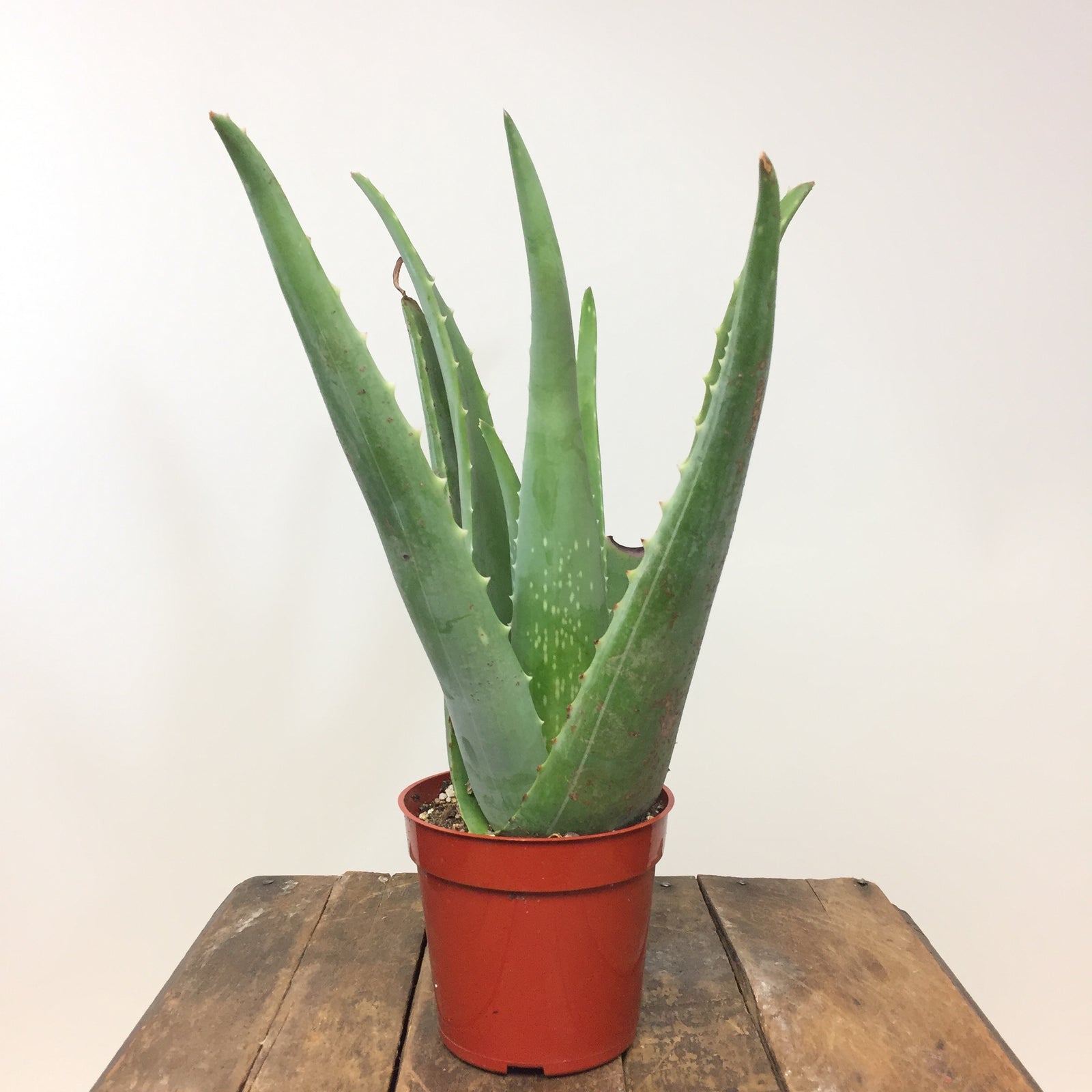 4" Aloe Vera