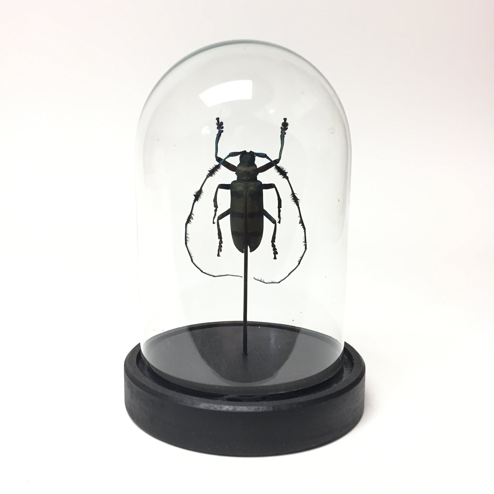 Analeptes Trifasciata Beetle in Dome