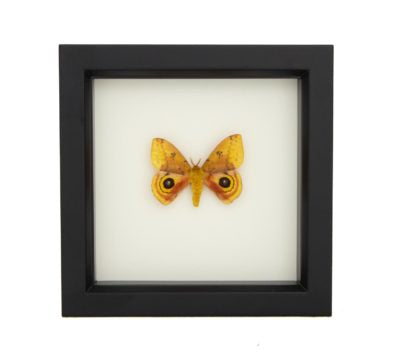 Io Moth (Automeris io) Framed