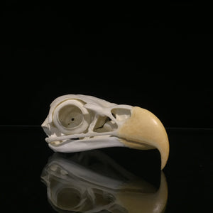 Bald Eagle Skull Reproduction
