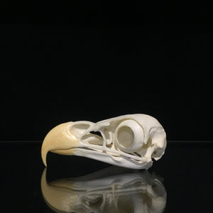 Bald Eagle Skull Reproduction