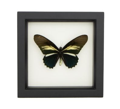 Batwing Butterfly (Battus Crassus) Framed