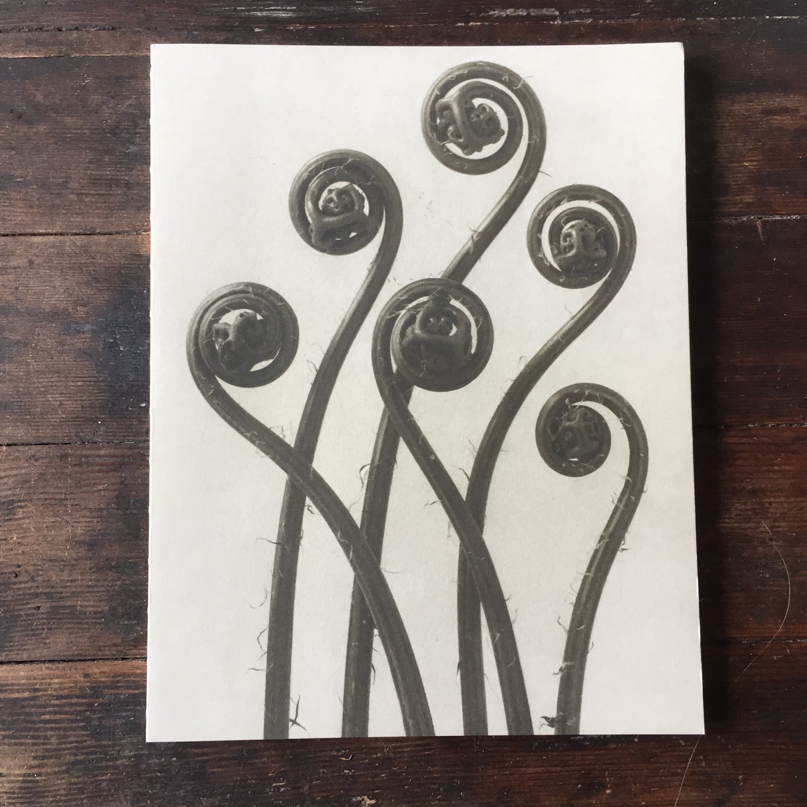 Blossfeldt Notebook Adiantum Pedatum