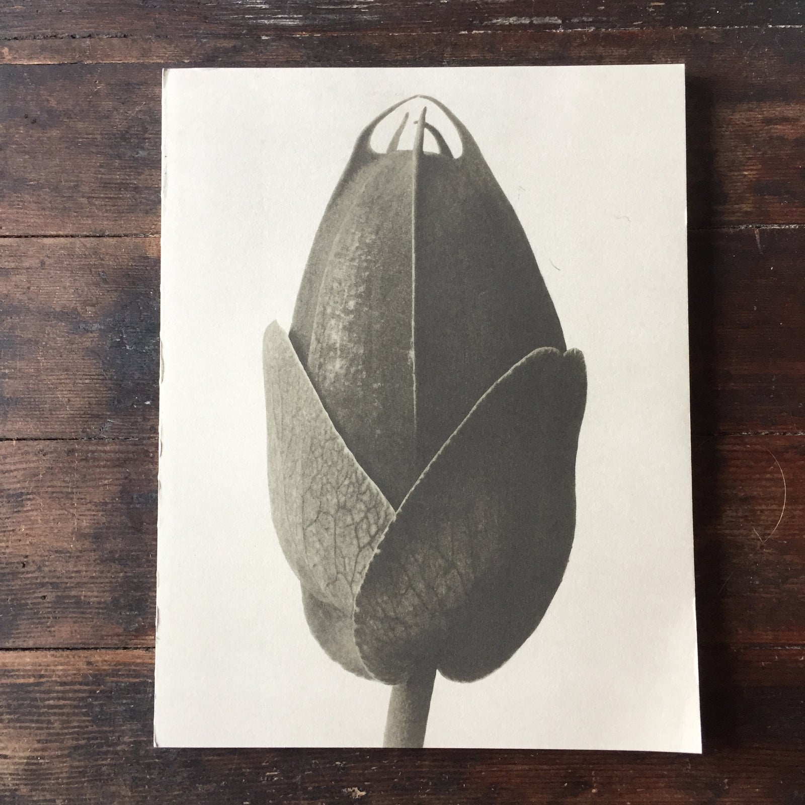 Blossfeldt Notebook Cosmos Bipinnatus