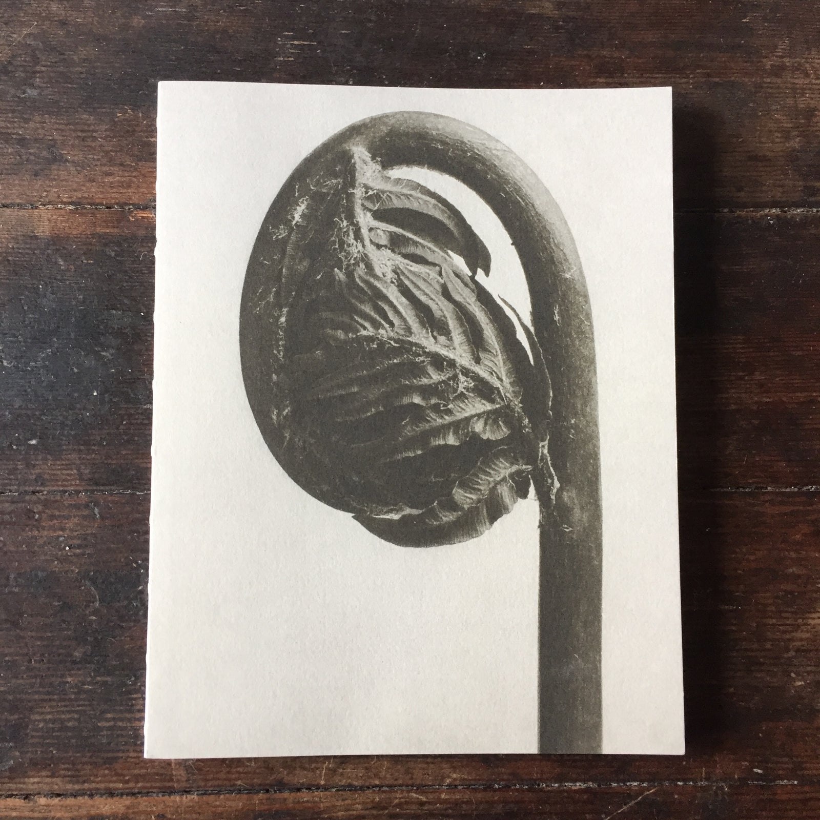 Blossfeldt Notebook Osmunda Regalis